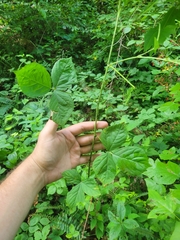 Rubus leviculus