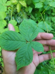 Rubus leviculus