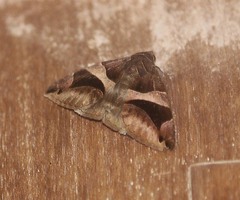 Bastilla arcuata