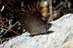 Cassionympha detecta