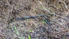 Aspidura trachyprocta