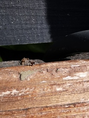 Lasius