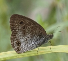 Ypthima pandocus