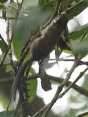 Sundasciurus jentinki