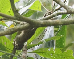 Sundasciurus jentinki