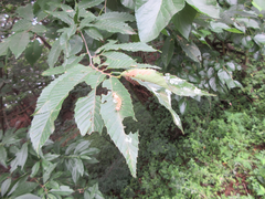 Castanea crenata