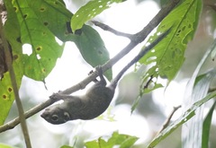 Sundasciurus jentinki