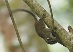 Sundasciurus jentinki