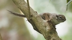 Sundasciurus jentinki