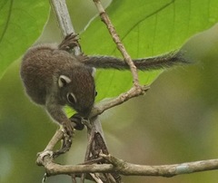 Sundasciurus jentinki