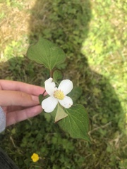 Houttuynia cordata
