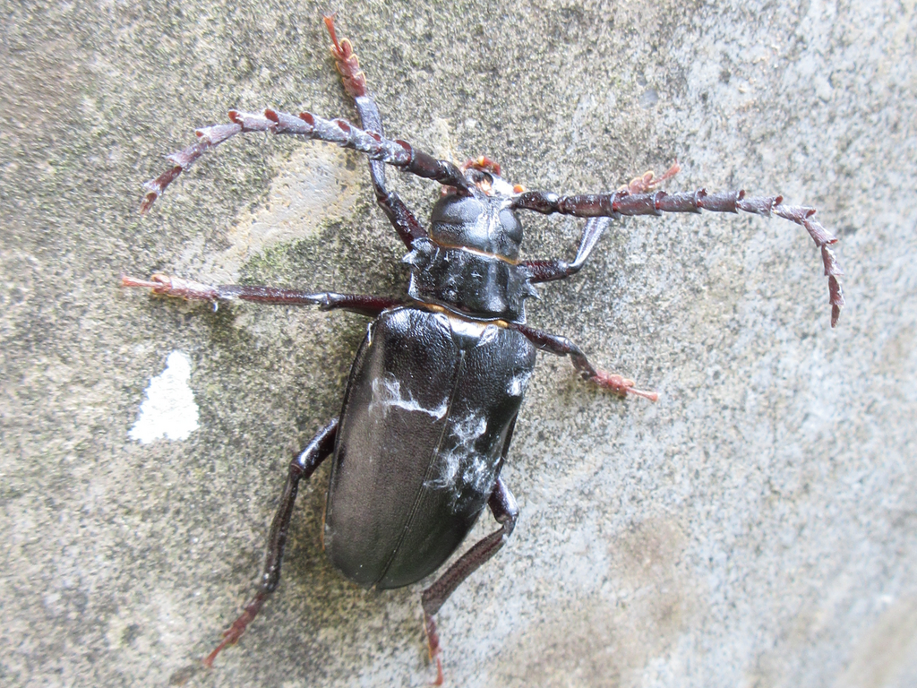 Prionus from 흑성산 on July 15, 2022 by onidirasiNaturalist · iNaturalist