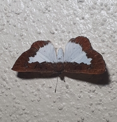 Pseudonymphidia clearista