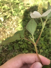 Houttuynia cordata