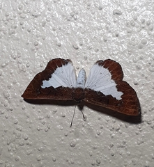 Pseudonymphidia clearista