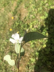 Houttuynia cordata