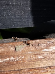 Lasius