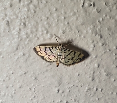 Pardomima