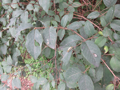 Lonicera harae