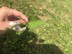 Houttuynia cordata