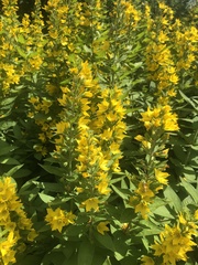 Lysimachia punctata