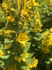 Lysimachia punctata