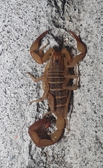 Centruroides elegans