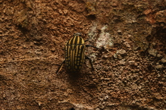 Mecynorhina