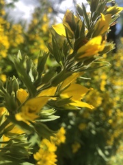 Lysimachia punctata