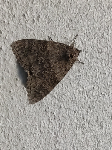 Catocala nupta