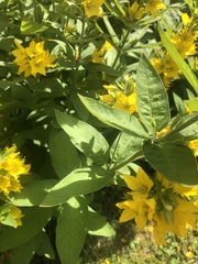 Lysimachia punctata