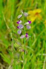 Hebecarpa barbeyana