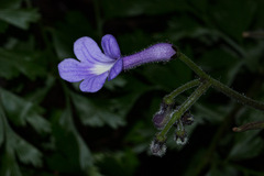 Streptocarpus confusus confusus