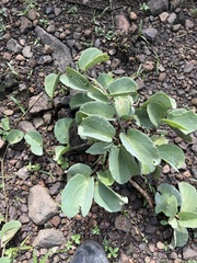 Cissus rotundifolia