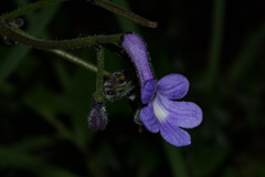 Streptocarpus confusus confusus