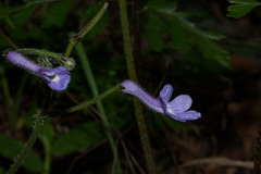 Streptocarpus confusus confusus