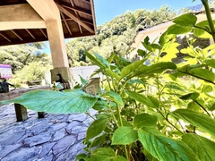 Chrysozephyrus kabrua