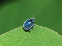 Trichochrysea