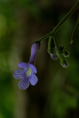 Streptocarpus confusus confusus