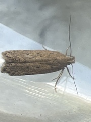 Bryotropha terrella