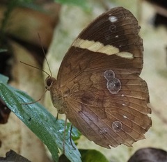 Xanthotaenia busiris