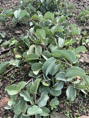 Cissus rotundifolia