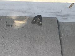 Actebia fennica