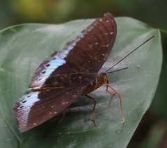 Lexias dirtea