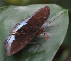 Lexias dirtea