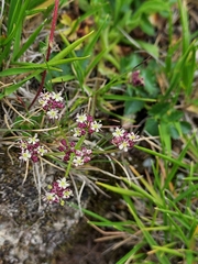 Pimpinella niitakayamensis