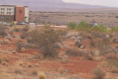 Larrea tridentata