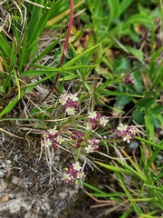 Pimpinella niitakayamensis