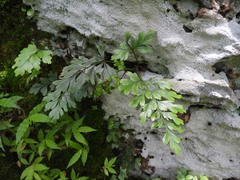 Asplenium buettneri