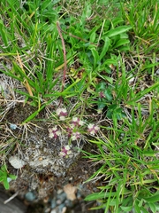Pimpinella niitakayamensis